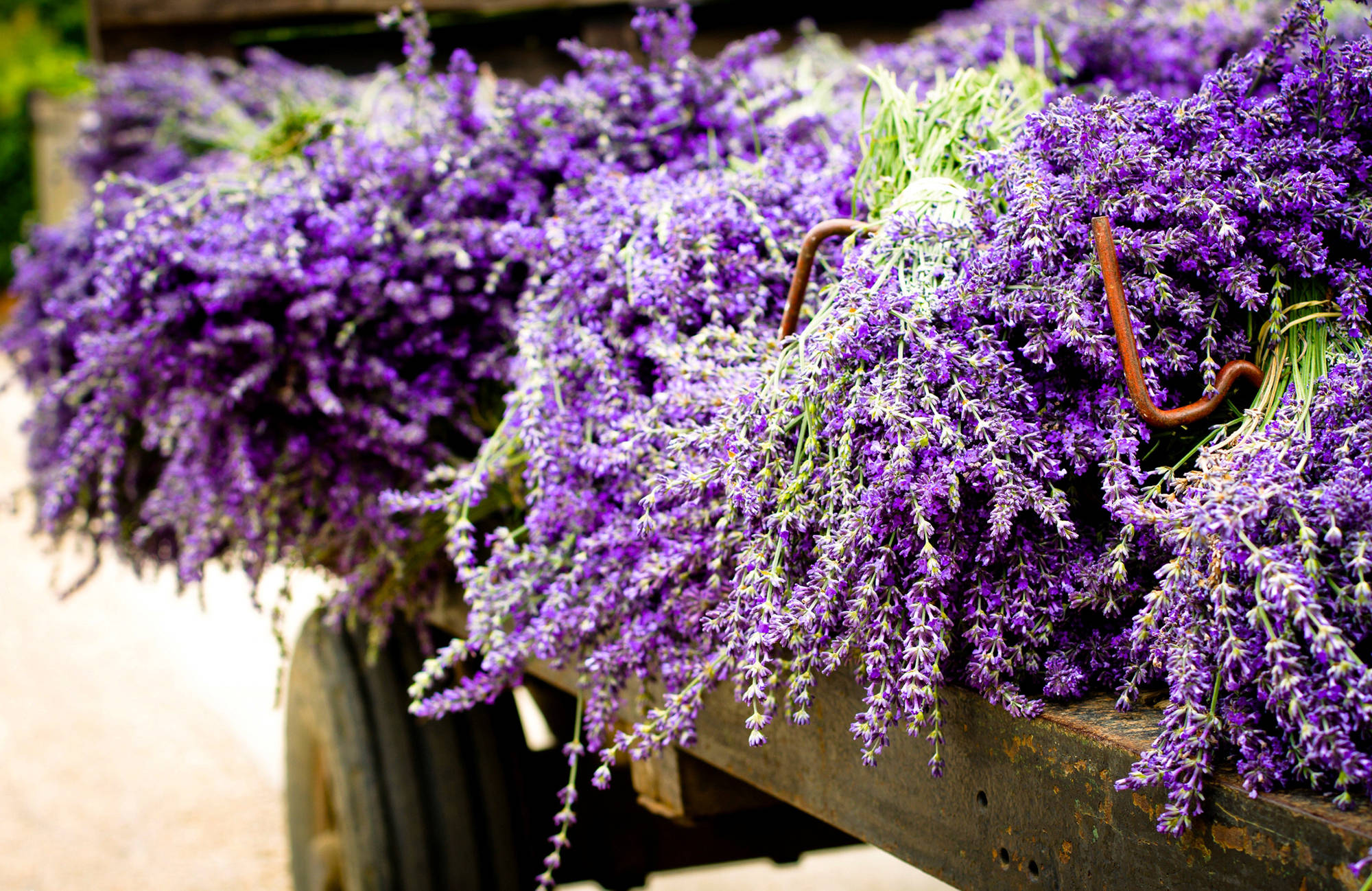 Lavender Desktop Wallpaper