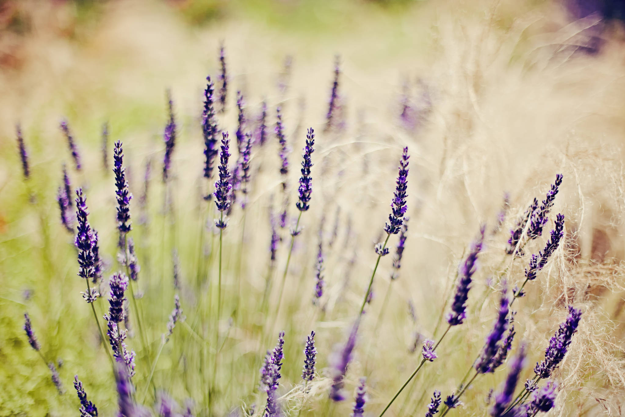 Lavender Desktop Wallpaper