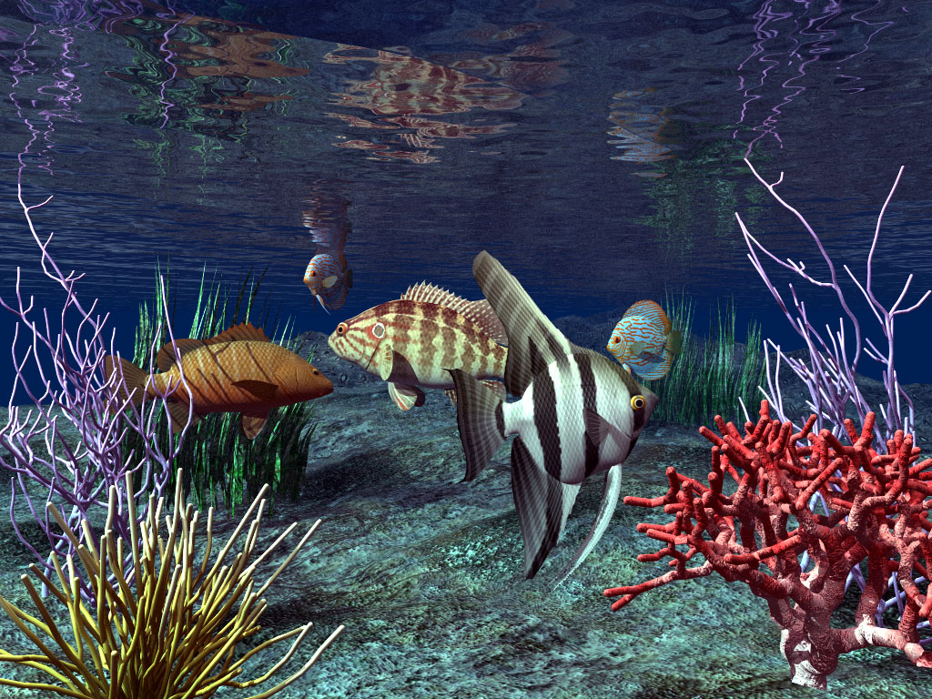 Live Wallpaper Windows Underwater Fishes Ocean Sea Blue Coral