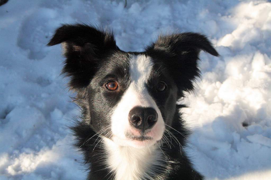 Border Collie Dog Sitting On Snow Puppies Wallpaper Picture