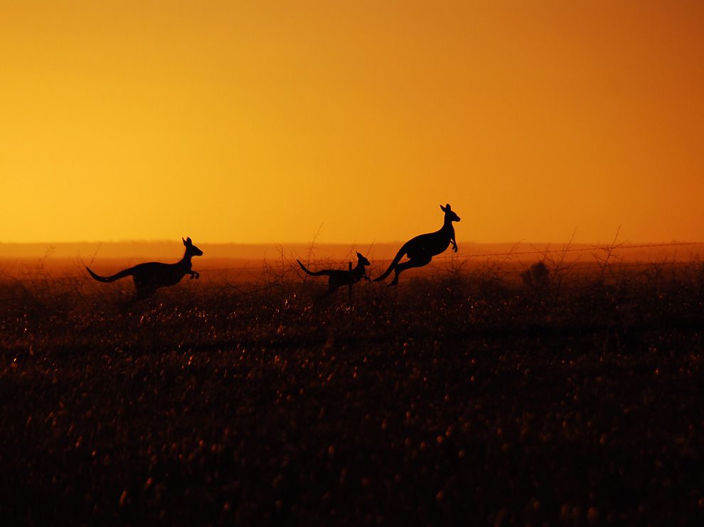 National Geographic Wallpaper Eastern Gray Kangaroos Australia