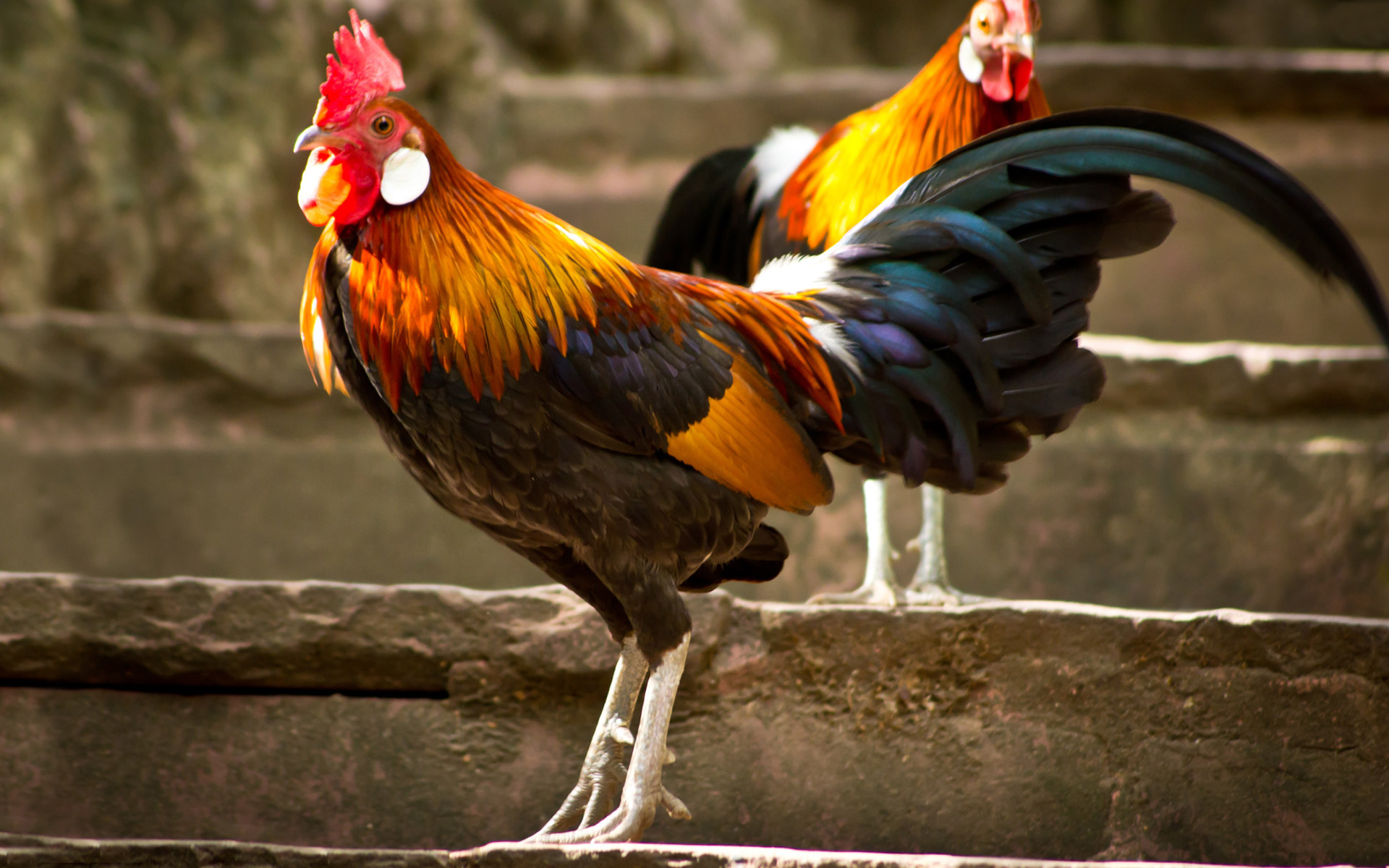 Animal Rooster HD Wallpaper