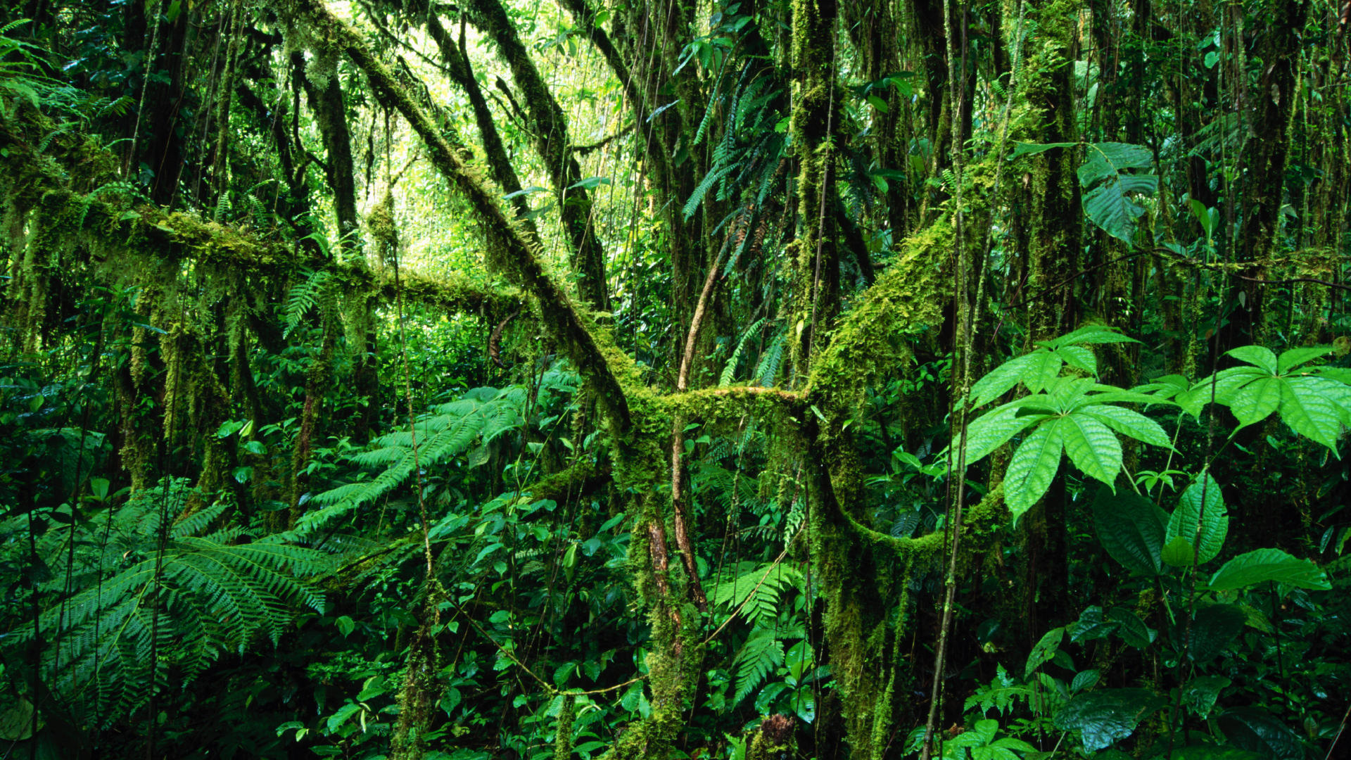 Jungle Wallpaper HD