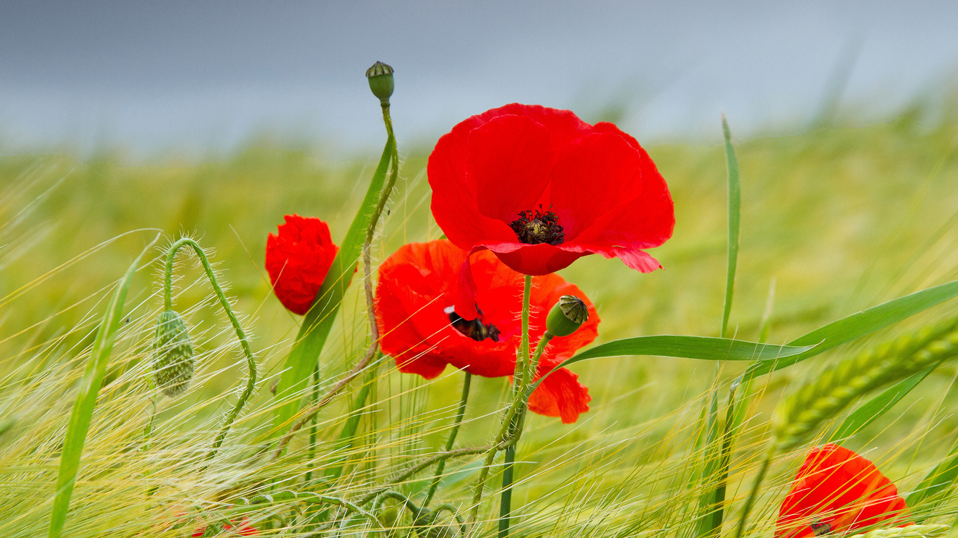 Red Poppies For