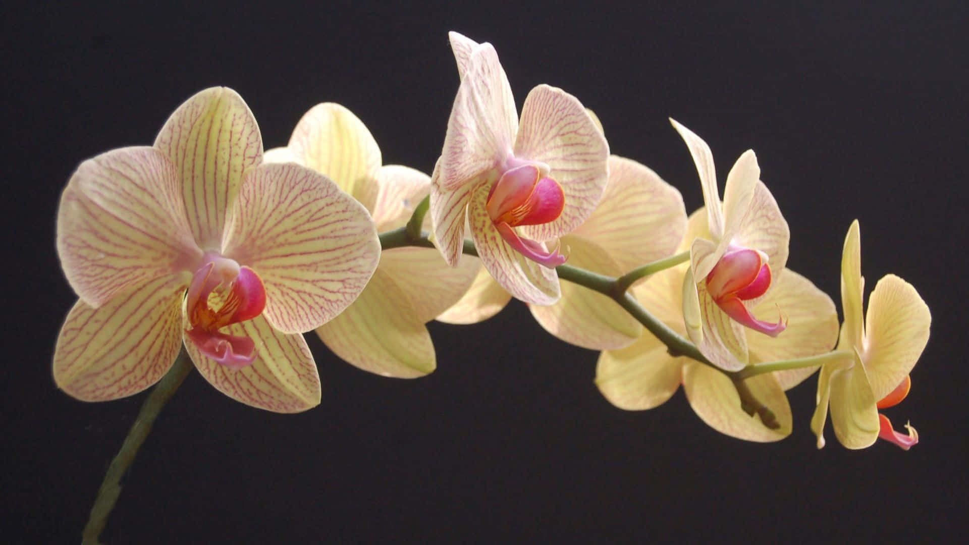 Orchids Background Wallpaper