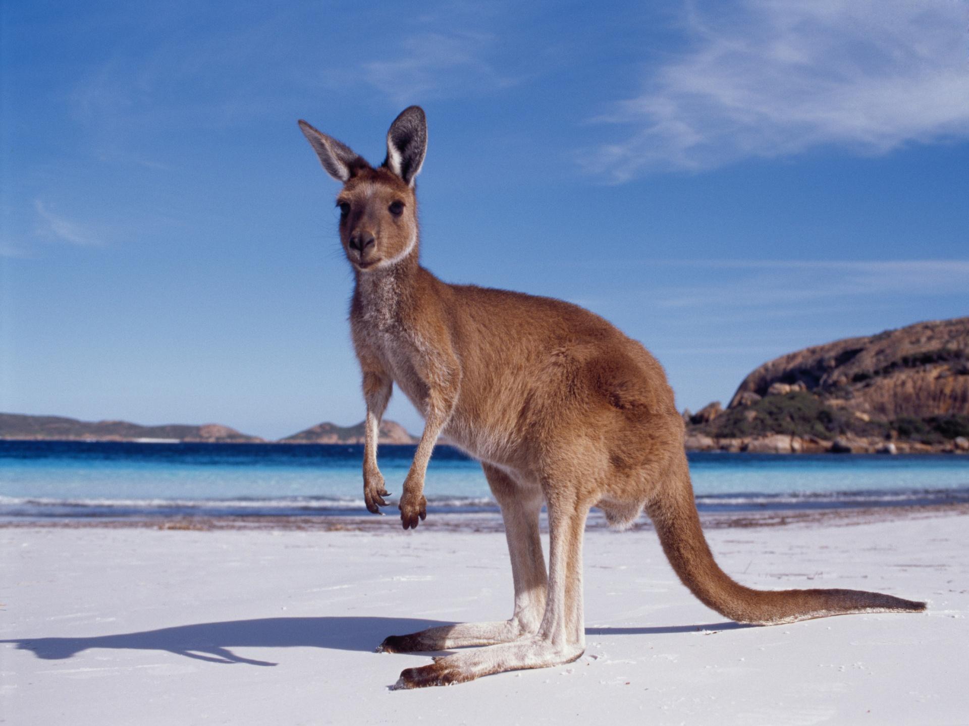 Free download Kangaroo Wallpapers Download Australian Kangaroos HD