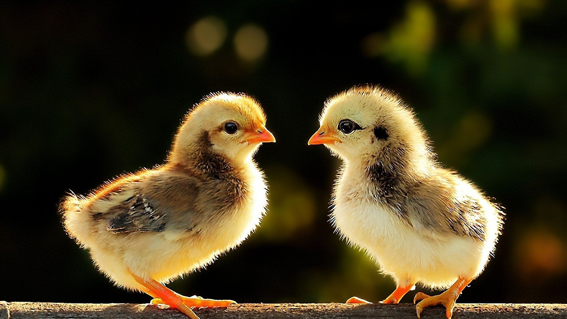 47 Baby Chicks Wallpapers on WallpaperPlay