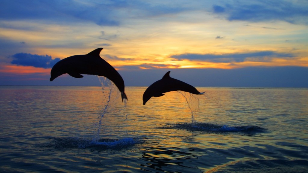 Dolphins Caribbean   hd wallpapers for windows 7   Dolphins Caribbean