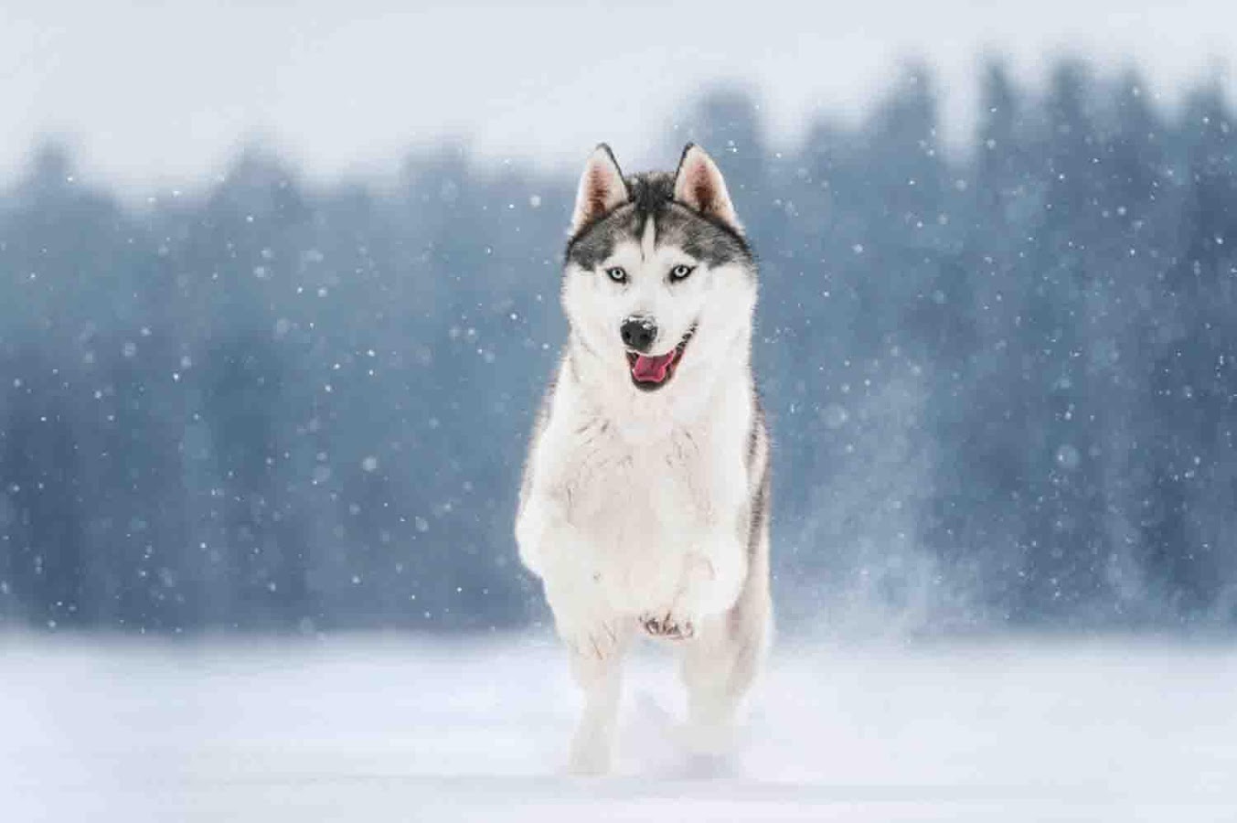 Husky Wallpaper HD Background Of Your Choice