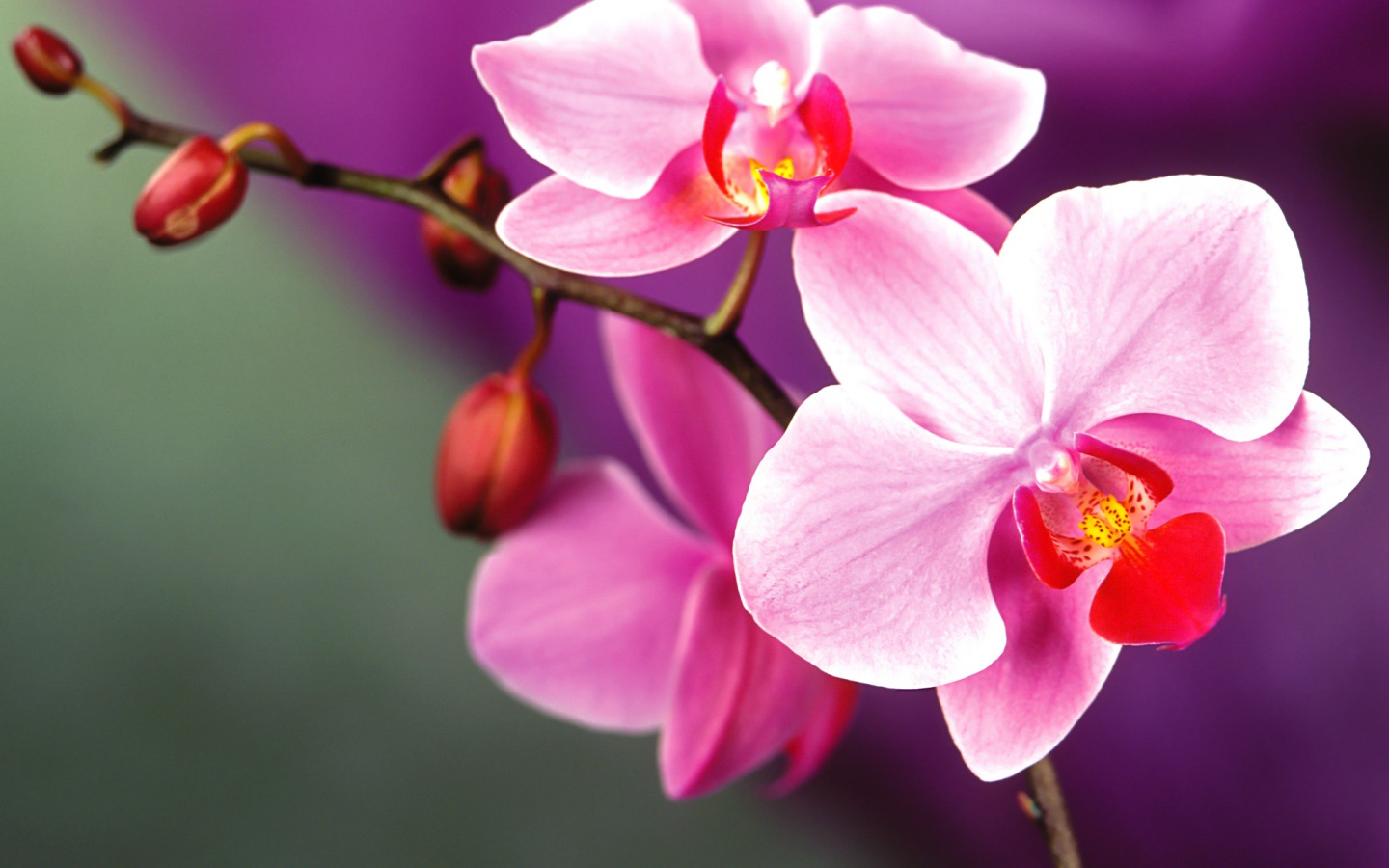 Обои цветы орхидеи