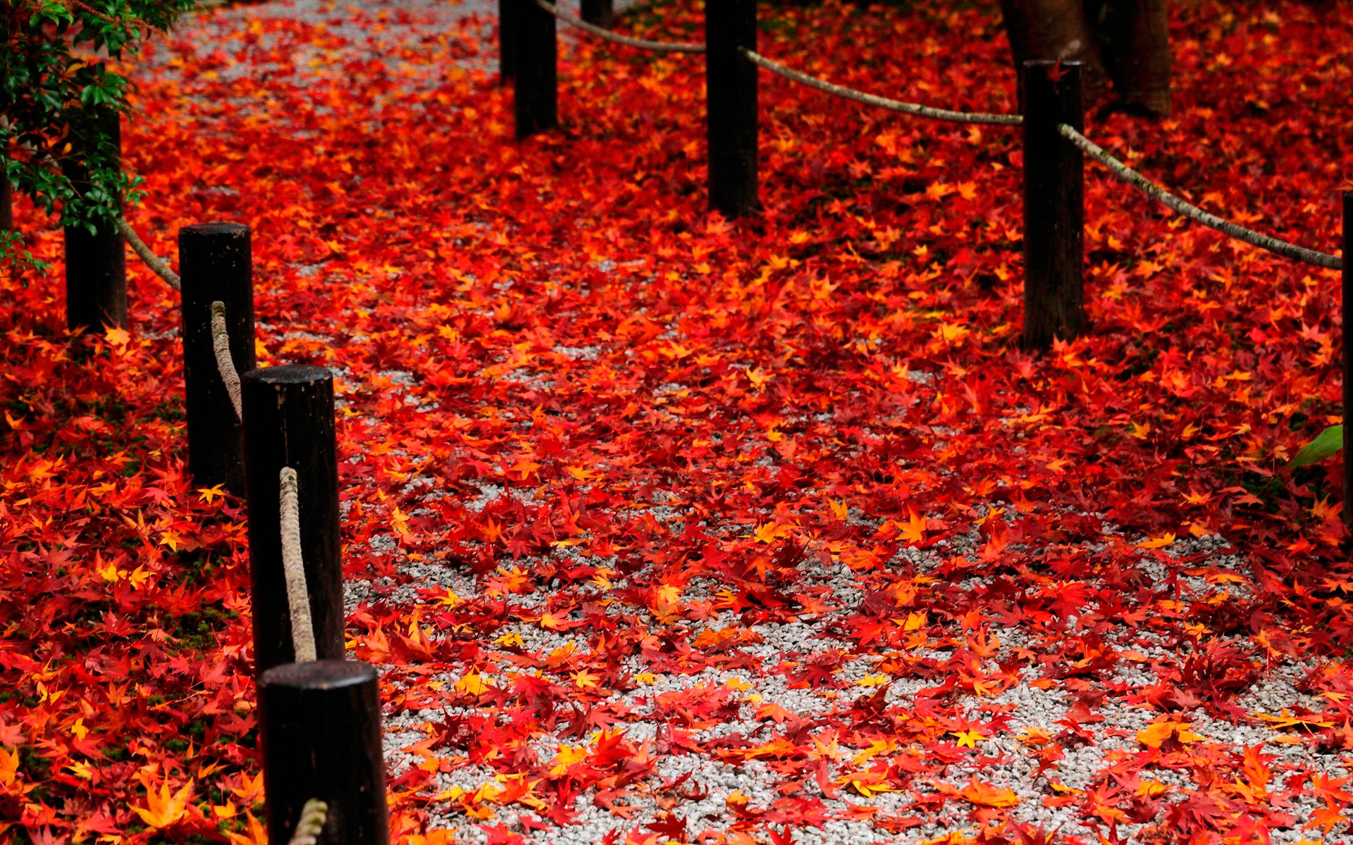Red Leaves HD Wallpaper