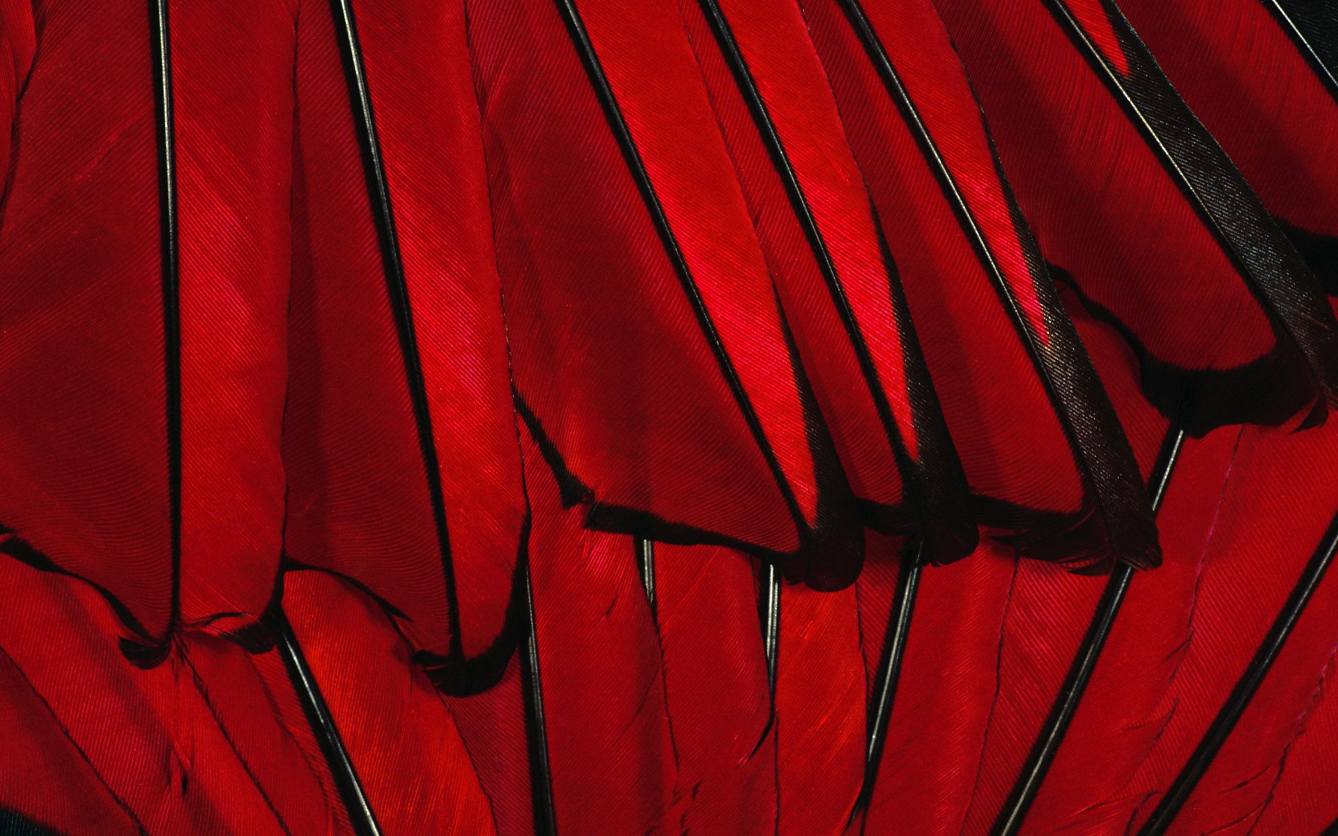 Texture Red Feather Photo Background