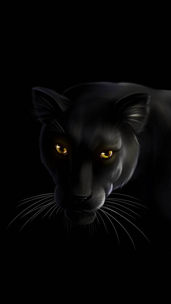 Cat Black Panther Wallpapers on
