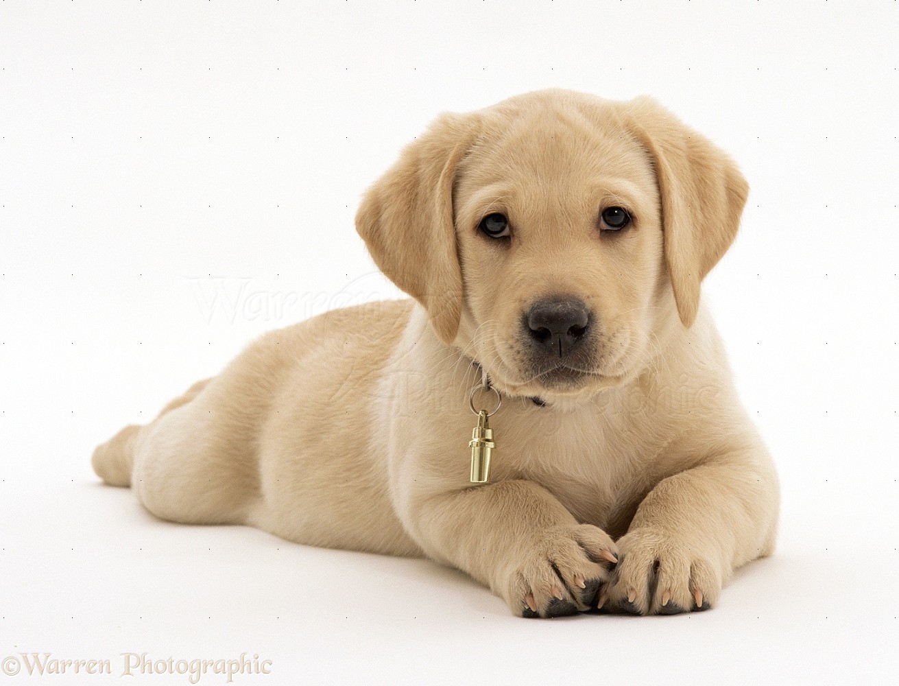 Labrador Puppy Desktop Wallpaper