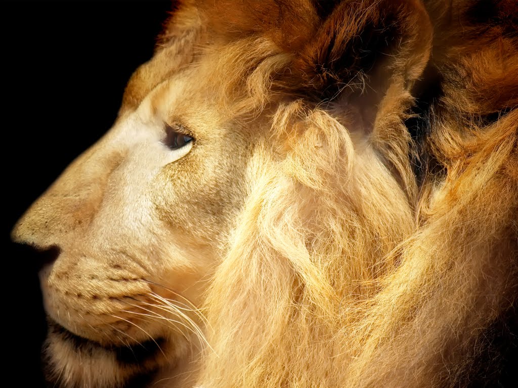 Park Lions Roaring Pics Lion Pictures And Closeup Wallpaper