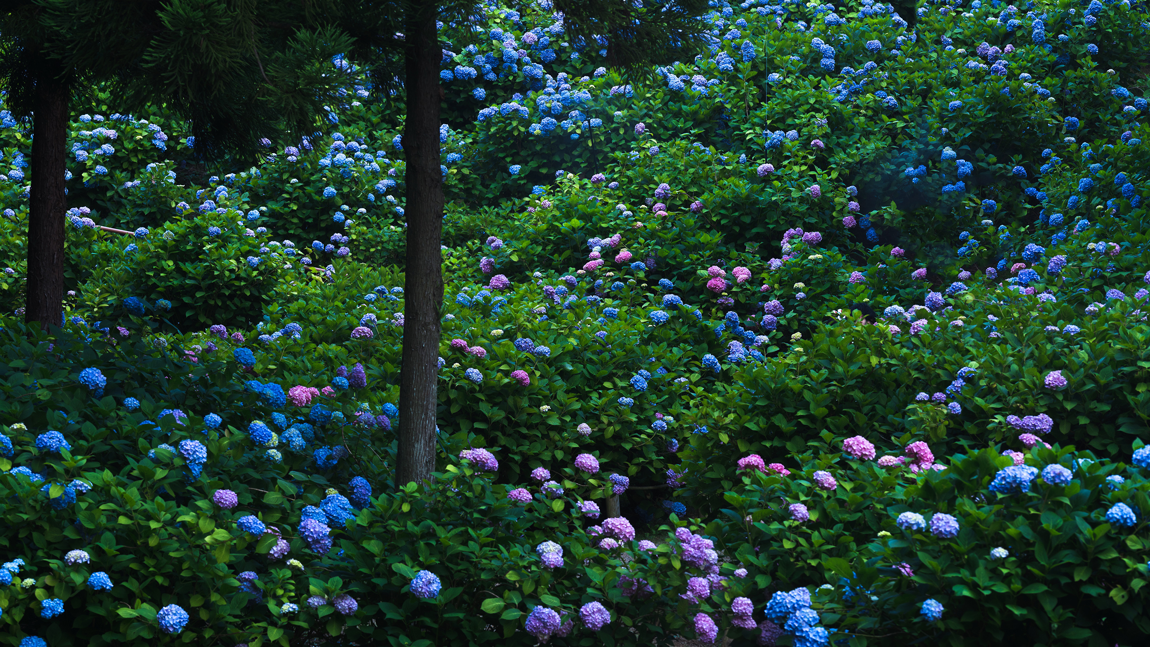 Desktop Wallpapers Kyoto Japan Gardens Flowers Hydrangea 3840x2160