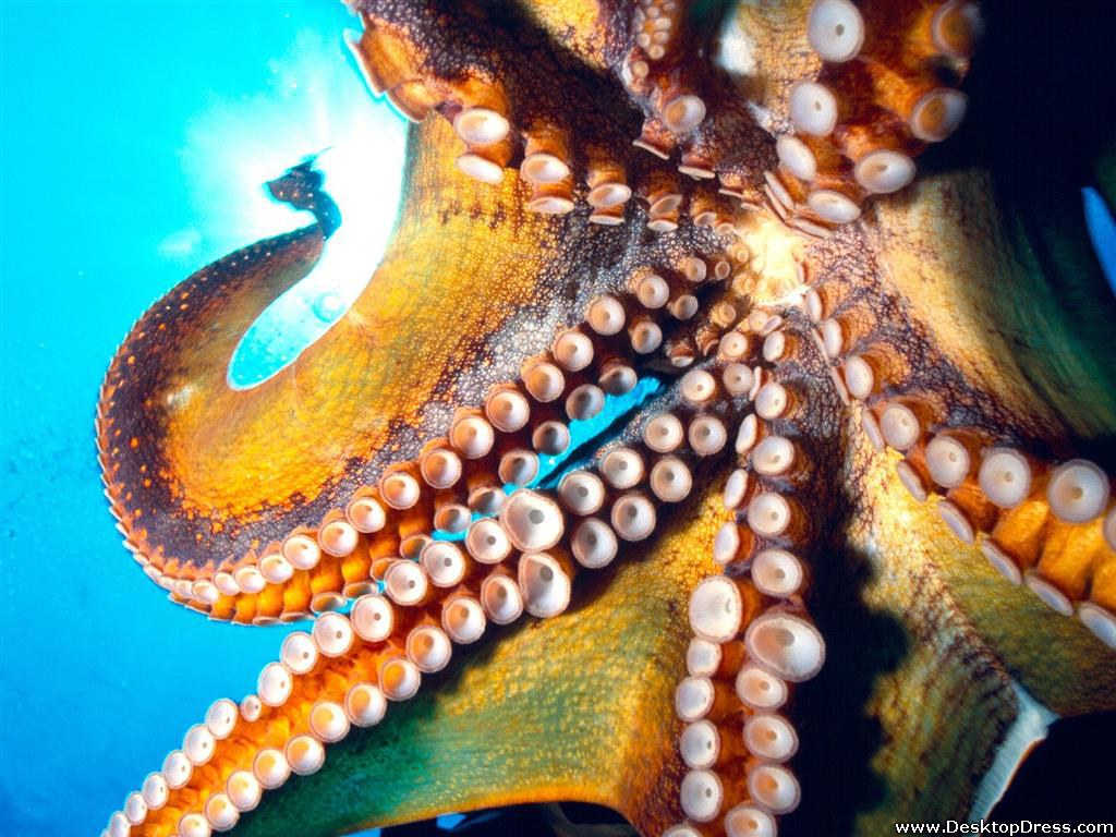 Desktop Wallpaper Other Background Octopus Hawaii