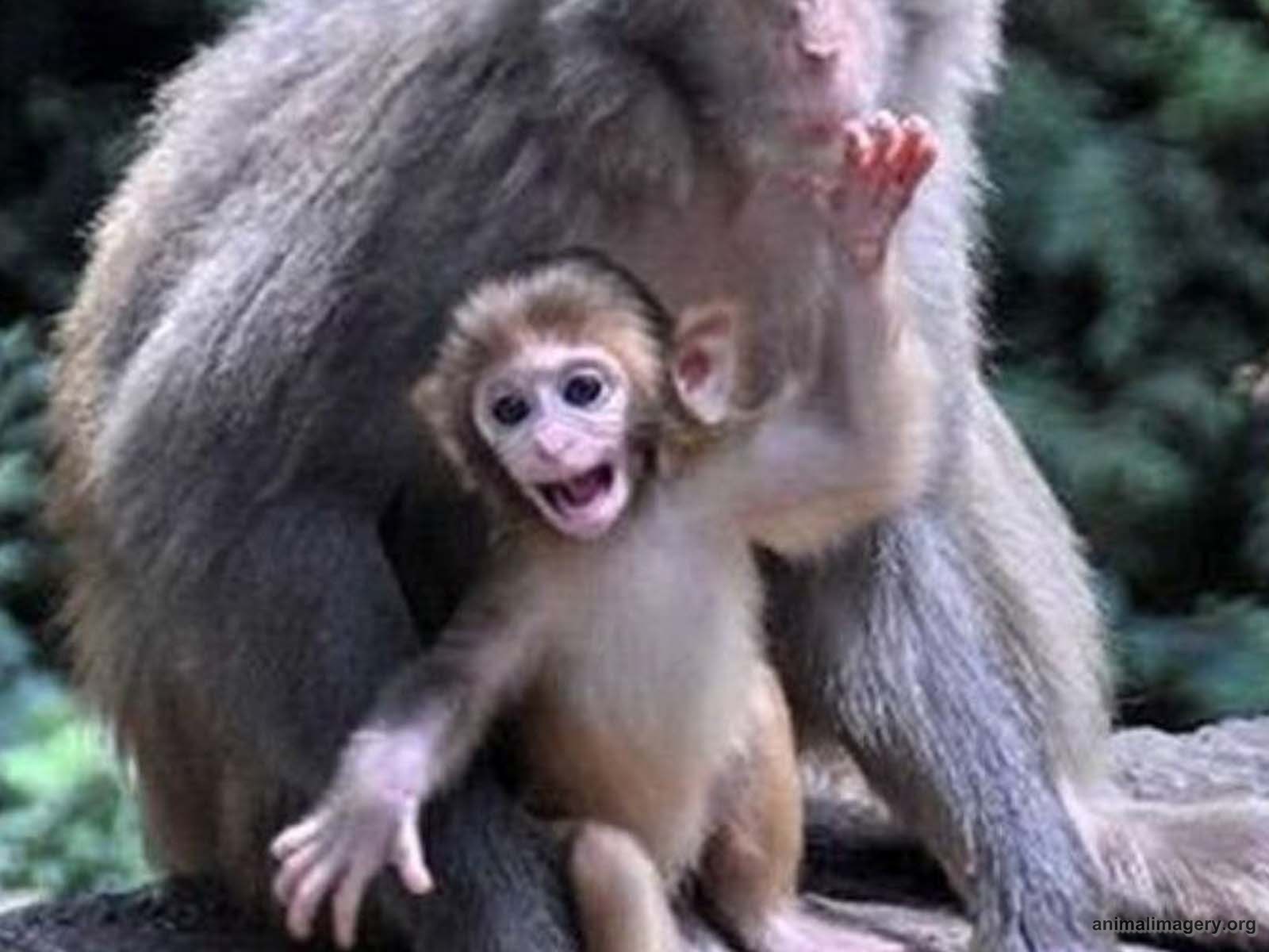 Cute Baby Monkeys Images Crazy Gallery