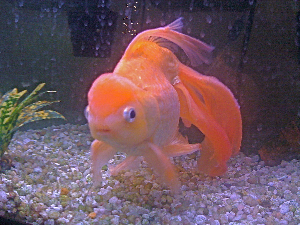 Ryukin Gold Fish Beautiful Goldfish Big Picture