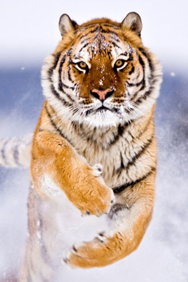 Best Bengal Tiger Pictures And Wallpaper