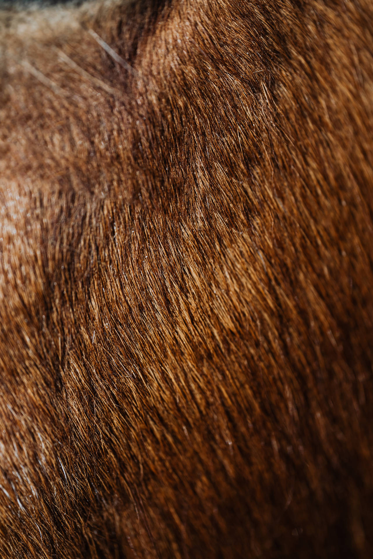 Brown Fur Textured Surface Yhuykooec4ebwkji Wallpaper