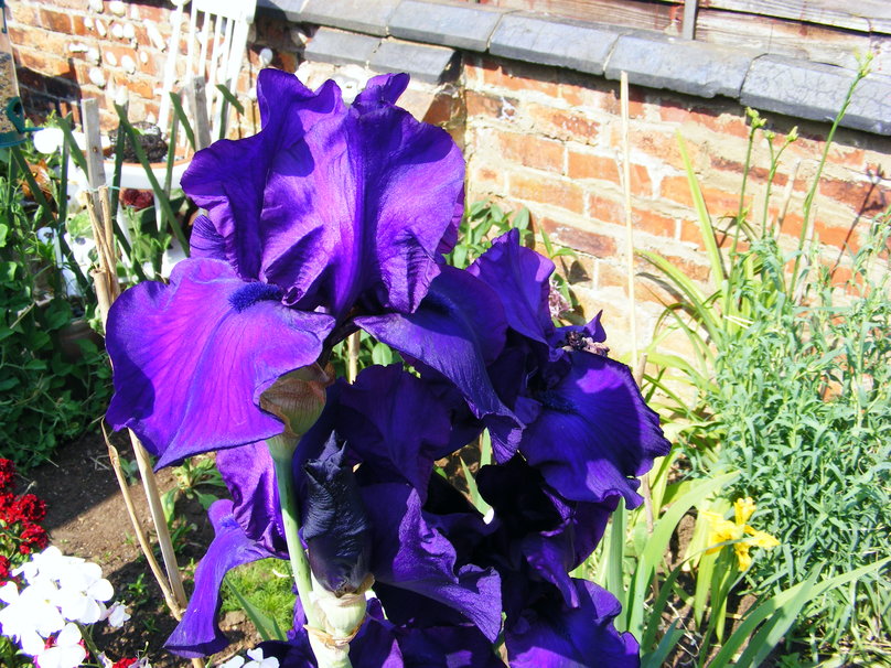 Purple Bearded Iris Wallpaper
