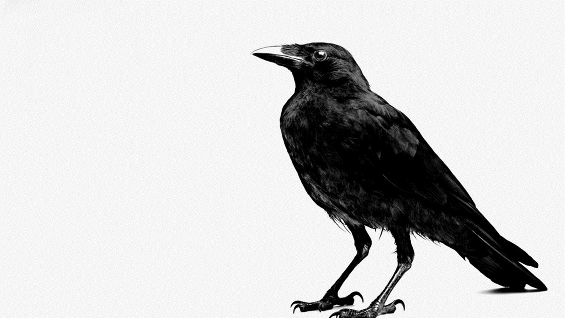 Crow Dark Black In White Background Photos HD Wallpaper Image
