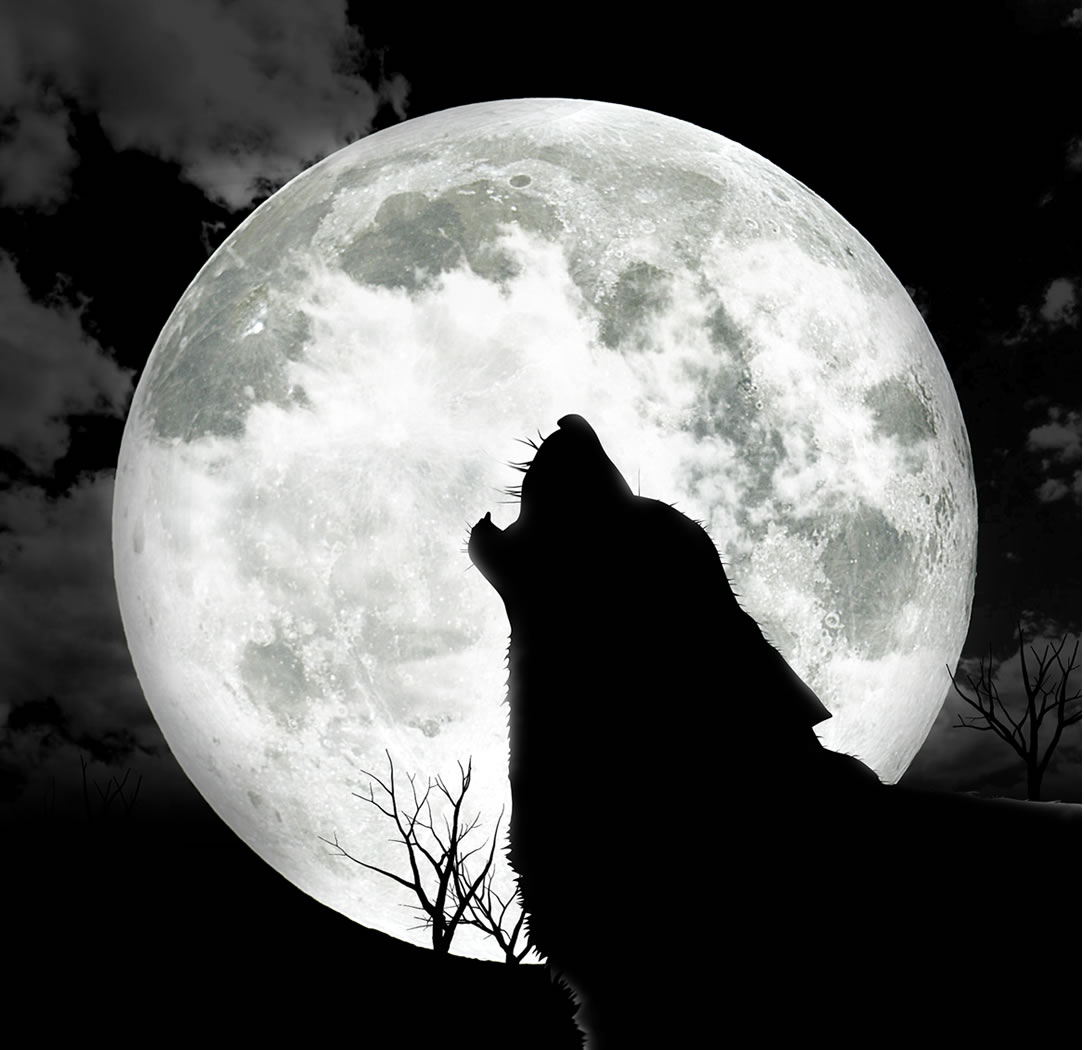 Scary Pictures   Howling At The Moon