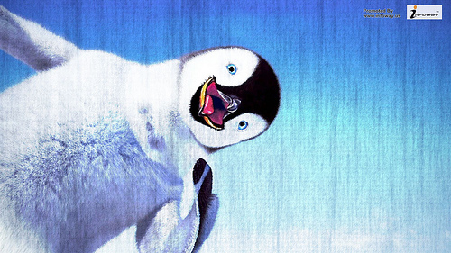 Animal Baby Penguin Background Wallpaper Photo Sharing
