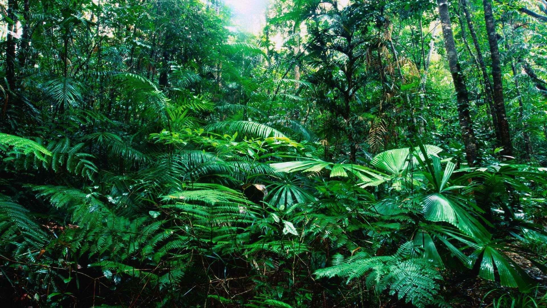 Rainforest Wallpaper Top Background