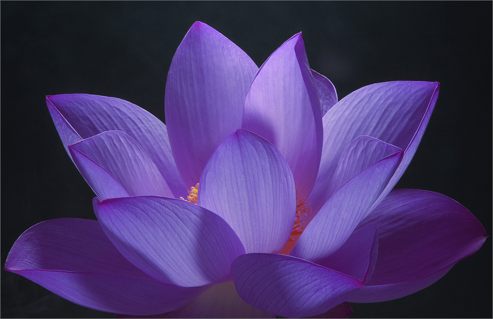 Free download Purple Lotus Flower Flower HD Wallpapers Images PIctures  Tattoos [1002x650] for your Desktop, Mobile & Tablet | Explore 68+ Lotus  Flower Background | Lotus Flower Wallpaper, Lotus Wallpaper, Lotus Flower  Wallpapers