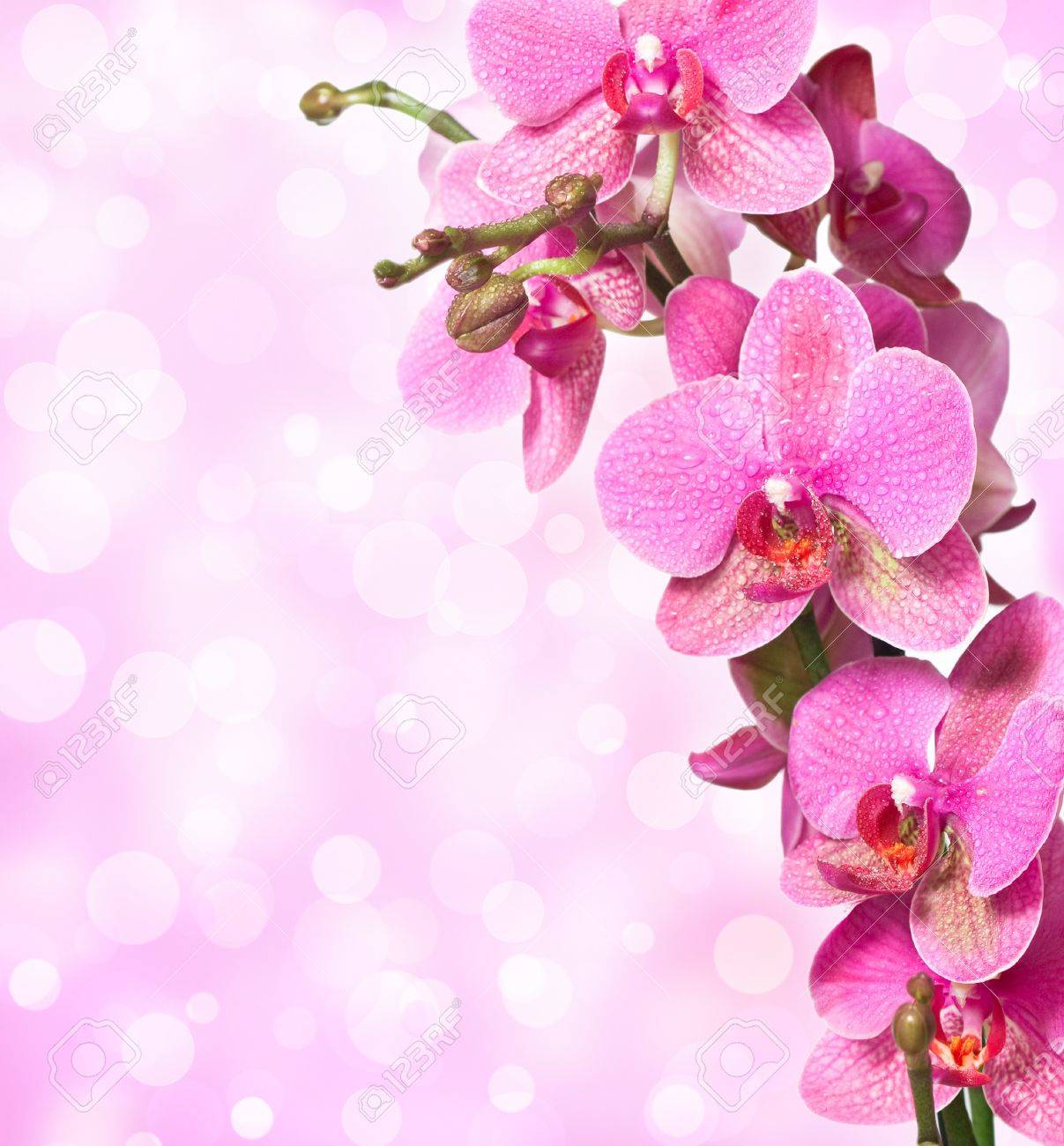 Habrumalas Pink Orchid Background Image