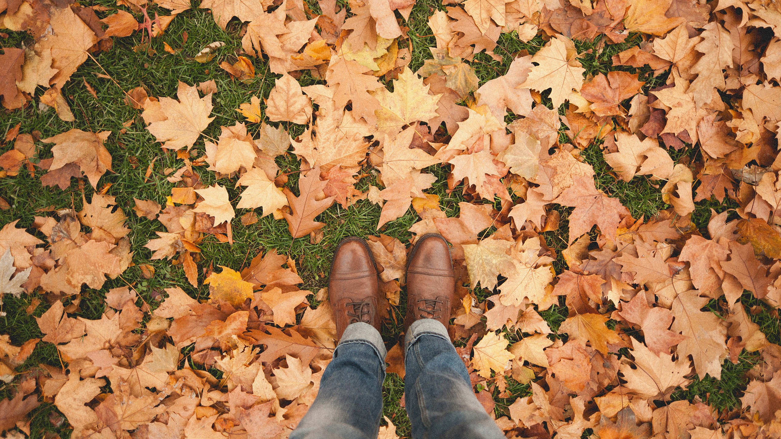 Fall Background Wallpaper