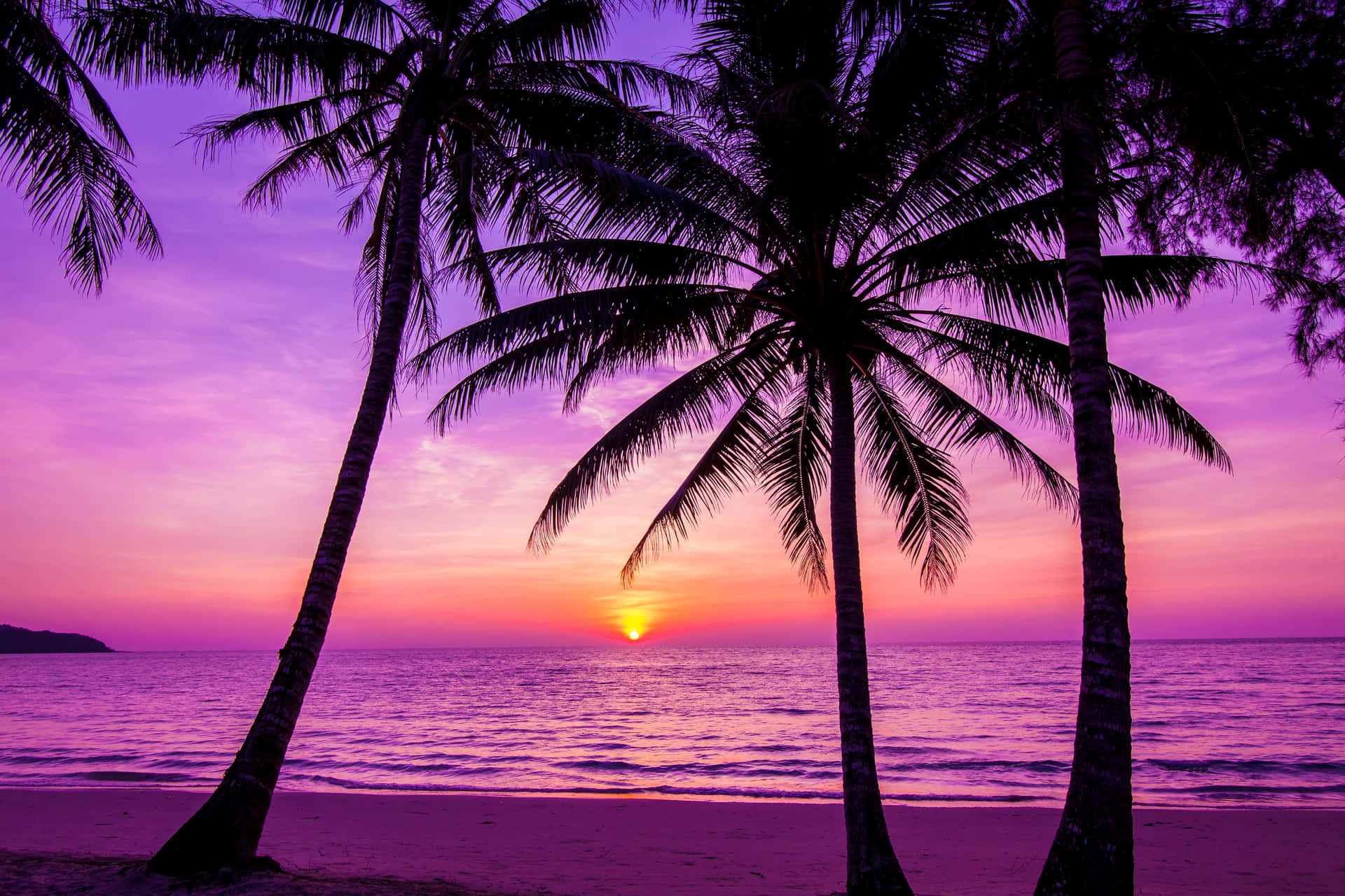 Palm Tree Beach Wallpaper