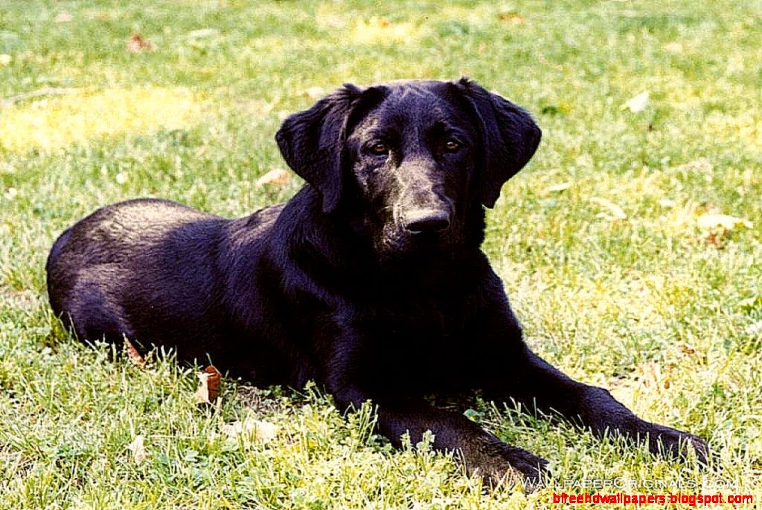 Dog Black Labrador Retriever Look HD Wallpaper
