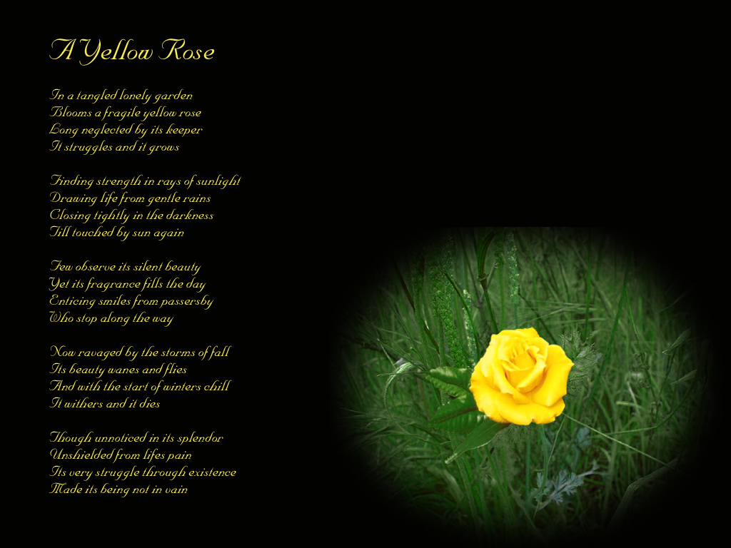 Yellow Rose Poem Wall By Midnightstouch