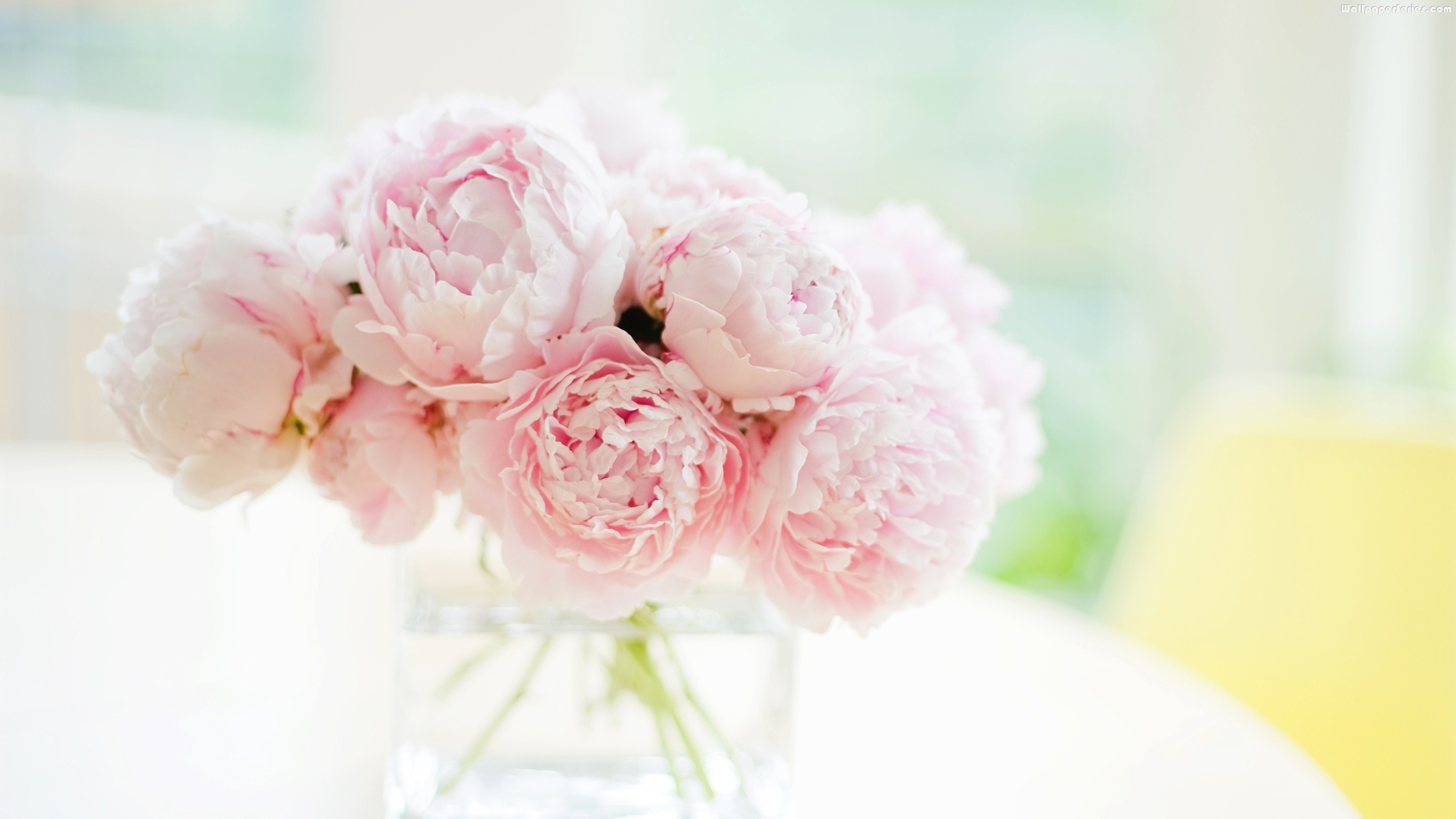 Peonies Wallpaper And Resolutions