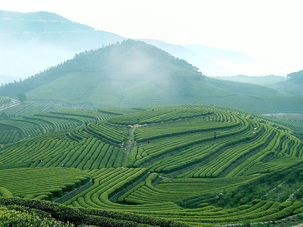 Beautiful Green Tea Gardens HD Wallpaper