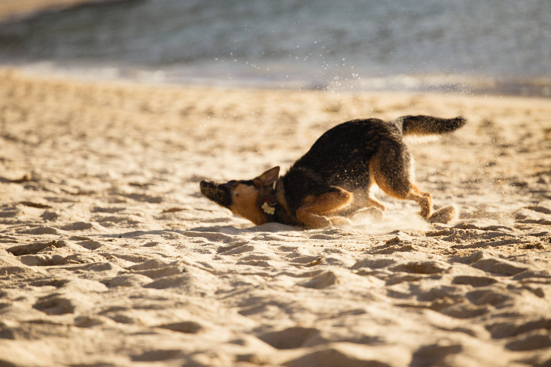 Top German Shepherd Dog Wallpaper Full HD 4k To Use