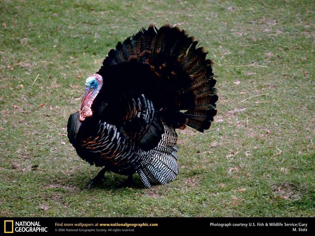 Eastern Wild Turkey Turkeys HD Wallpaper Background Turk