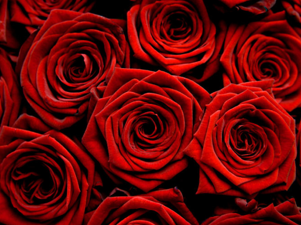 Wallpaper Red Roses Flowers