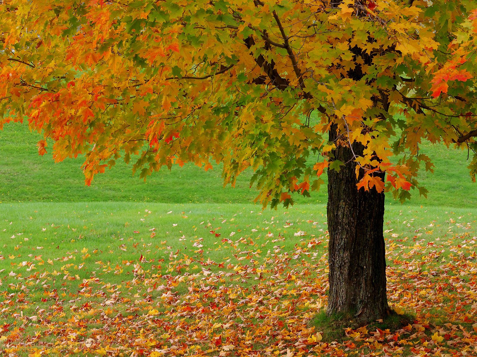 Beautiful Autumn Season Wallpaper HD Nice