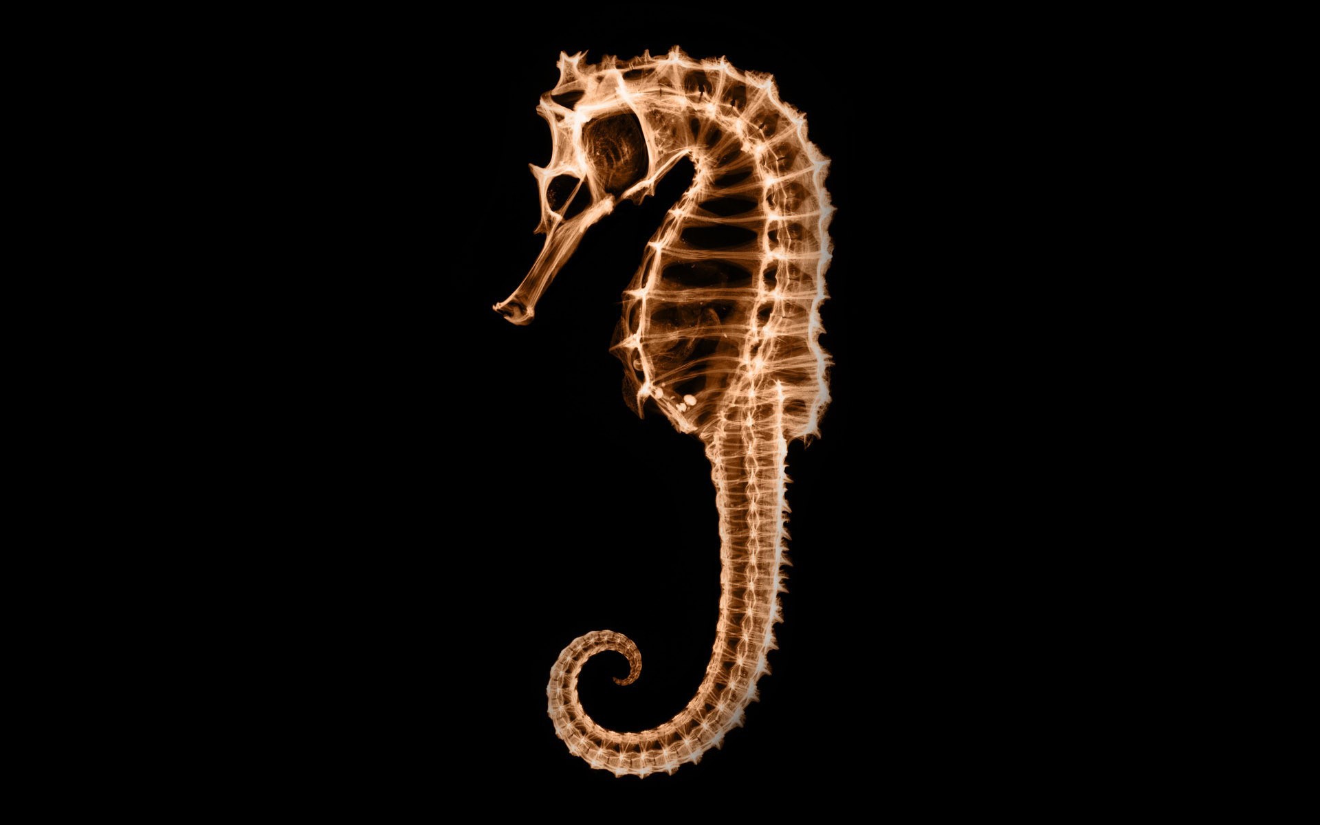 Quality Photo Of Seahorse Wallpaper X Ray Skeleton For Desktop
