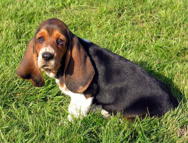 Black Basset Hound Siiting On Grass Puppies Wallpaper Picture
