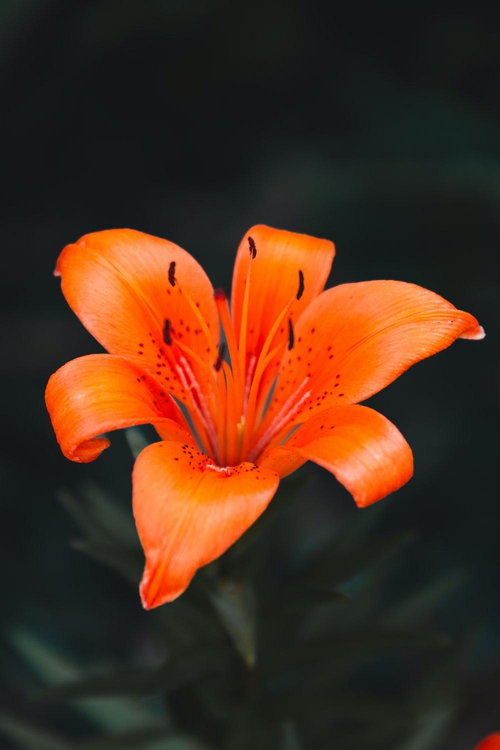 A close up of an orange flower with a black background photo