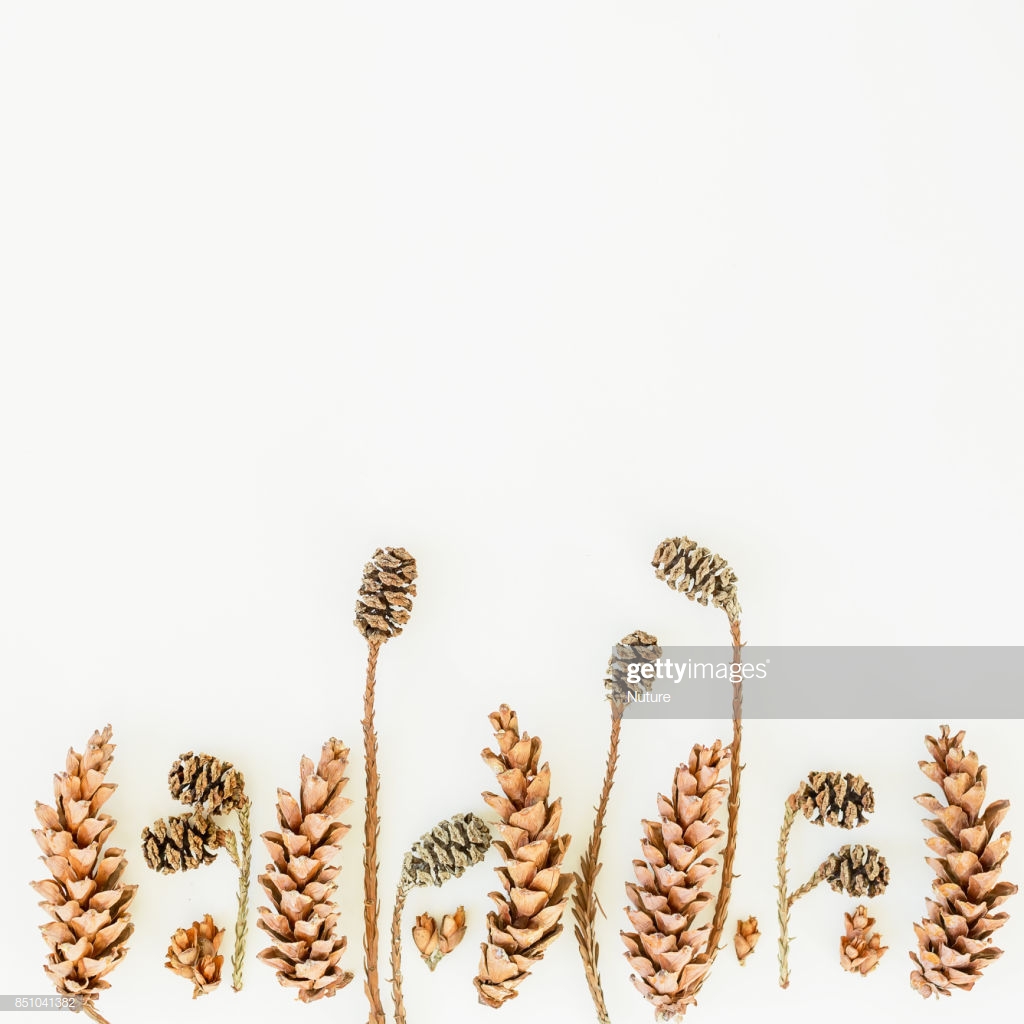 Sequoia Cones On The Background Flat Lay Stock Photo Getty Image
