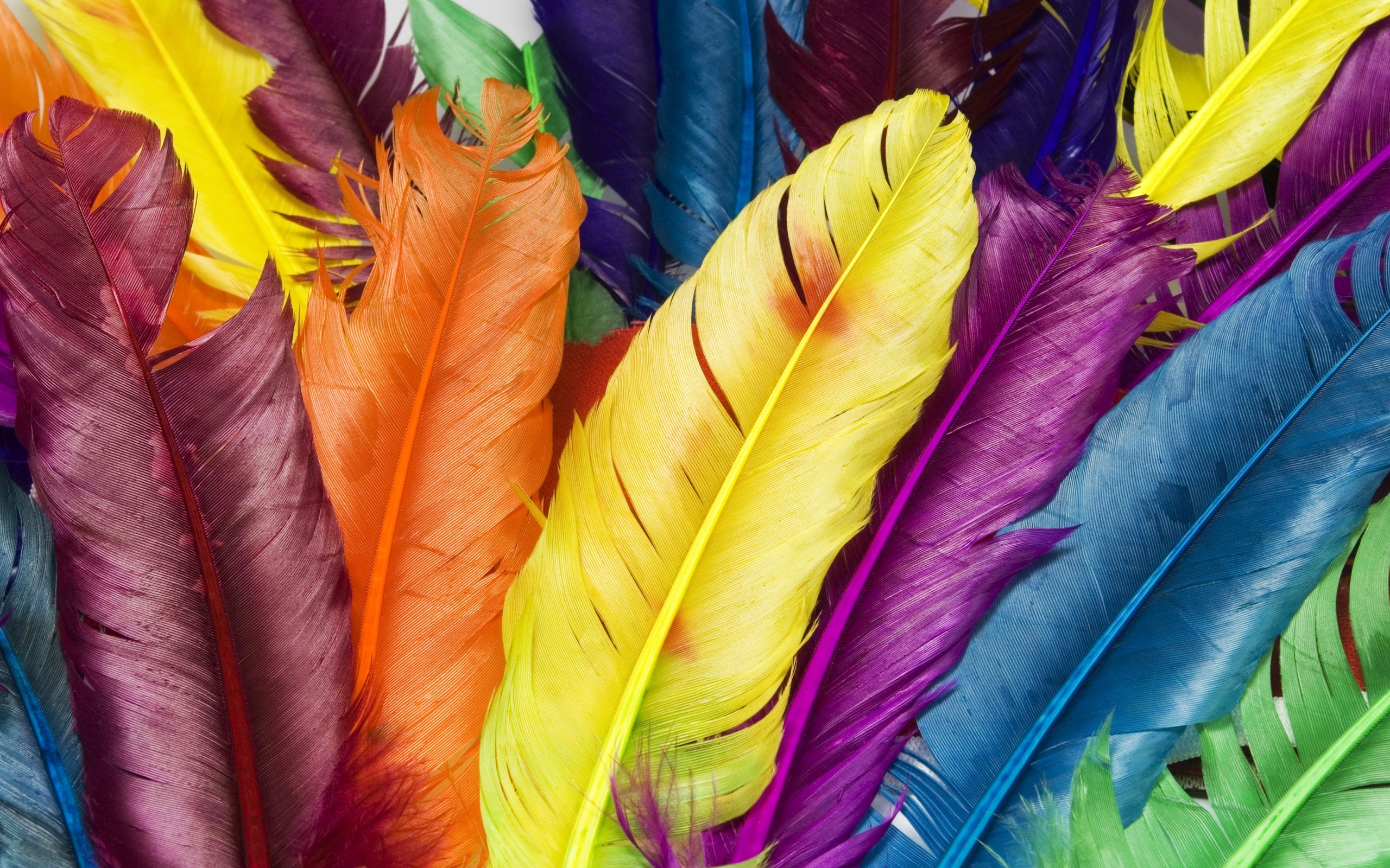 Feathers in Colors Wallpapers HD Wallpapers