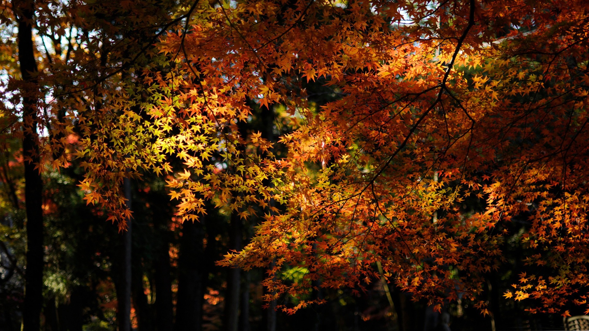 Forest Autumn Landscape Widescreen Wallpaper HD Background