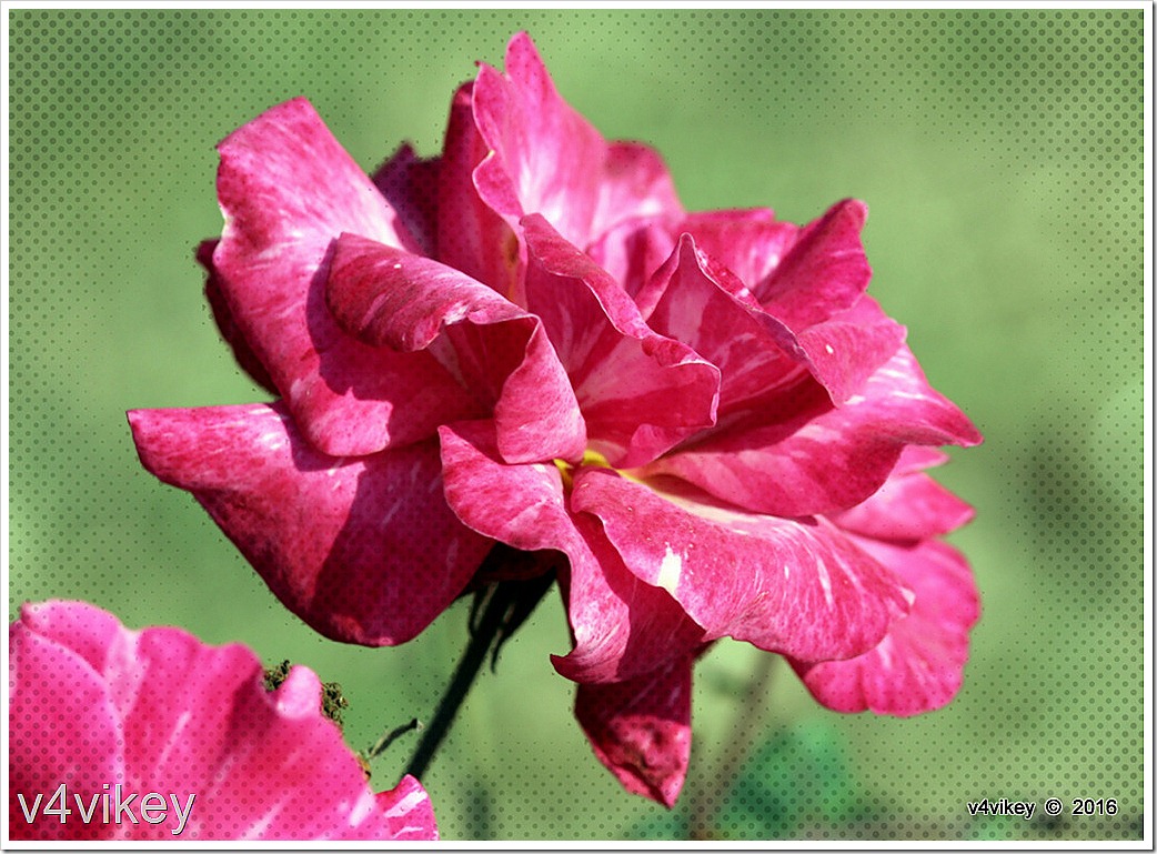 Pink Color Candy Hybrid Tea Rose Flower Wallpaper Tadka