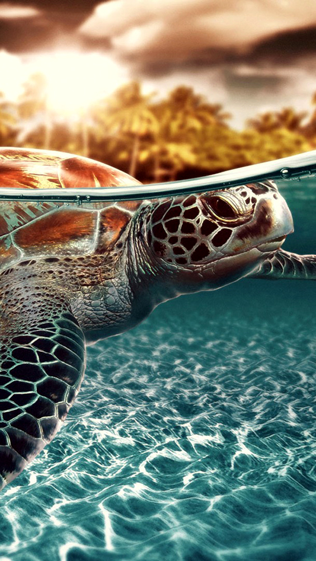 Sea Turtle iPhone Wallpaper